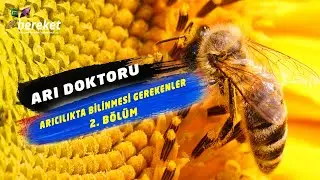Arı Doktoru - Giresun / Keşap /Çamlıca Köyü  2. Bölüm Arıcılıkta Bilinmesi Gerekenler