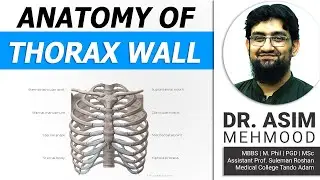 Anatomy of Thorax Wall | Anatomy of Thoracic Cage | Hindi / Urdu