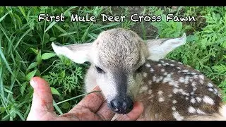 First Mule Deer Cross Fawn at Oak Creek
