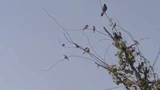 indian beautiful small birds enjoy movement #trending #viralvideo #yt #animals #indian #nationalbird