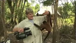 monkey lady in amazon.mov