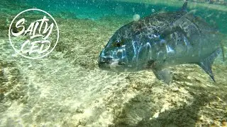 St Brandon Bluefin Trevally