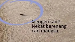 Kaget, tiba2 Binatang hitam muncul di depan Air. Jackpot, strike japit biru.
