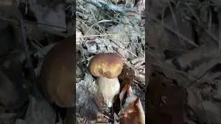 #funghi #porcini #boletus #mushroom