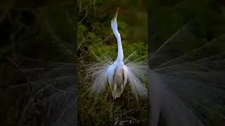 #wildlife #nature #wildlifephotography #naturephotography #birds #photography #animals #bird #shorts