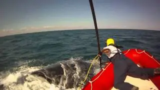 GA DNR Helps Free Entangled Right Whale