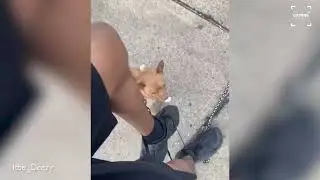 Cheeky Little Dog Shows Owner Who Is Boss And Ties Him Up
