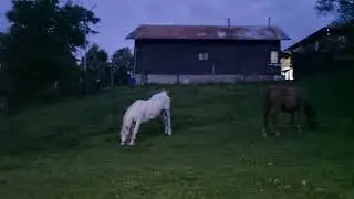 Nu mor caii c&acirc;nd vor c&acirc;inii