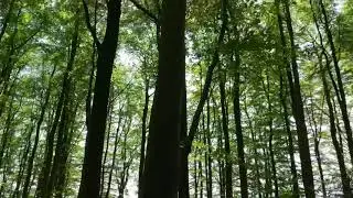Woodland in Coton manor garden