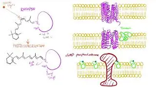 Deep dive into visual physiology