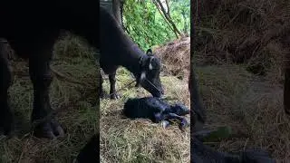 Buffalo taking care of Her Newly Born Baby ! #animals #Birth