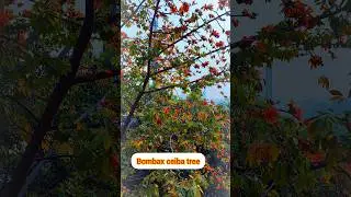 Bombax ceiba tree flowering #shorts #youtubeshorts #bombax #tree