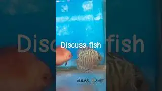 Amazing Discuss fish tank setup #shorts​ #shortsfeed​ #discuss​ #fishtank #animalplanet #animalzone