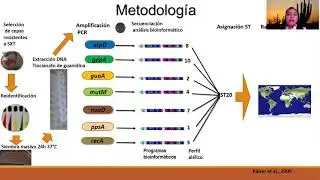 MLST de cepas de Stenotrophomonas maltophilia resistentes a Trimetoprim sulfametoxazol de diferentes