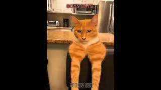 Boys cats 💀