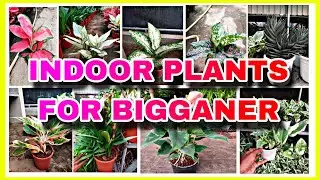 indoor plants online sale for BIGGANER home decoration- contact : 9123791469 #nurserytownmuchisha