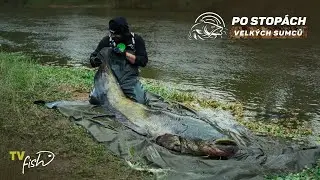 Gigantičn&iacute; sumci 3x240+ z divok&eacute; řeky | Po stop&aacute;ch velk&yacute;ch sumců | Marek Schejbal | TVFish CZ-SK