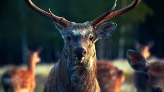 The most fascinating animal courtship rituals