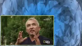 Cesar 911 S04E06 Baby And The Beast HDTV x264 eSc