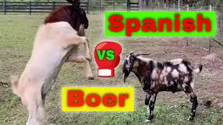 Boer Goat Versus Spanish Goat | The Battle for King of the Herd | Boer vs Spanish