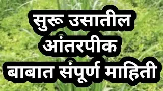us lagwad mahiti marathi|us antarpik|us lagwad|ऊस आंतरपिके|सुरूऊसआंतरपीक|suruusaantarpik|सुरूऊसलागवड