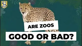 Year 5V - Are Zoos Good or Bad?