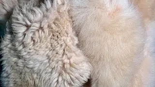 How To Restore Sheepskin Shearling Coat to Look NEW Again | Refresh Lambskin Jacket Hack 