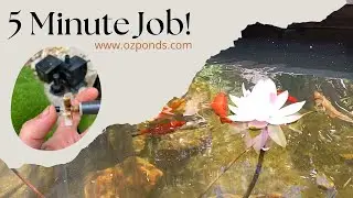 Replacing a pond pump impeller