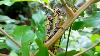 African Insects: The Grasshopper