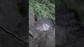 Mottled wood owl incubation of eggs in winter.
