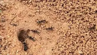 Ants colony behavior and roles#ants #animals #wildlife #insects #nature #animalkingdom