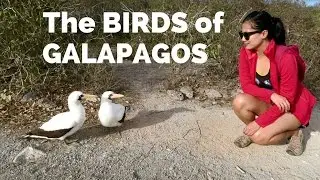 Birds of the Galapagos Islands! - Not Your Usual Bird Watching