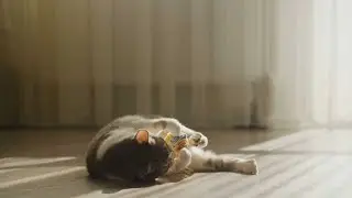 🐾 Purring Cat Secrets 🐾🔍 | The Hidden Meaning Behind Your Cat’s Purr