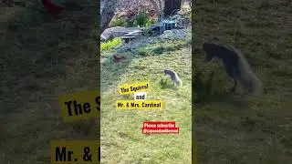 Chasing the Cardinals | Mischievous Squirrel ￼| Easter Sunday Visitors #cardinals #squirrelfun