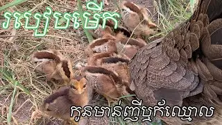 របៀបមើលកូនមាន់ធ្នាក់ញីឬក័ឈ្មោល