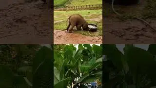 Too strong #animals , #elephant, #funny