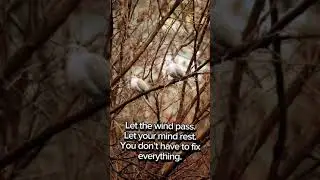 🌿 Take a Breath: 25 Seconds to Calm Your Mind #mindfulness #shorts #mentalhealth #relaxation