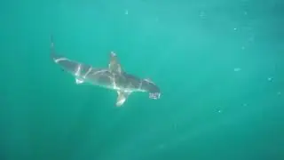 smooth hammerhead en Cabo Sant Lucas