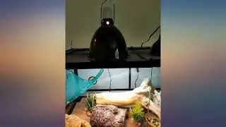 Zoo Med Basking Spot Lamps 100 Watt review