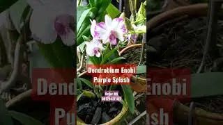 Anggrek Dendrobium Enobi purple Splash