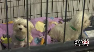 Video: Skiatook Paws and Claws seeking public's help with 400 rescued Maltese dogs