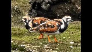 Ruddy Turnstone 翻石鹬