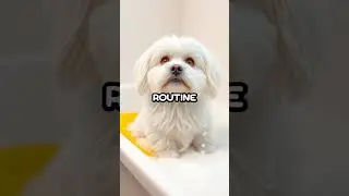 Unlock Your Pet's Health: Essential Grooming Tips You Need!