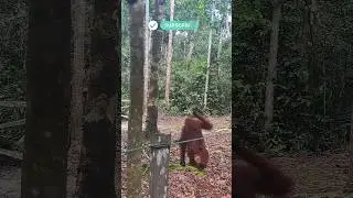 WHY DO Primates Raise One Arm When Walk #orangutan #primate #shorts