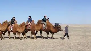 Camel Riding in Khongor Sand Dune.