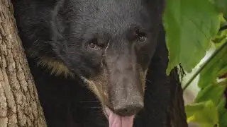 Bear that was roaming Orlando neighborhoods, hit and killed by car