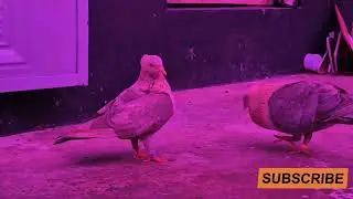 Viral #trend #podcast #long video#najim shikh bu2zm #chinese #subscribe#karo #p 🕊️🕊️please