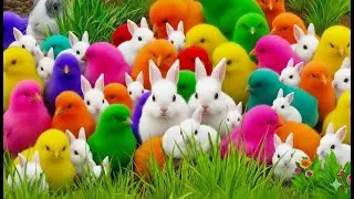 Learning Farm Animals: Chickens, Eggs, and Playtime