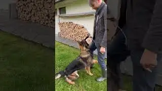 Bring! First steps with dumbbell! #gsd #igp #dogsports #workingline #foryou