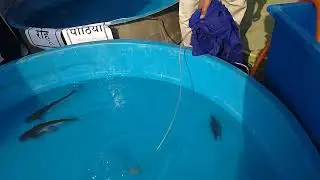 machli pala
